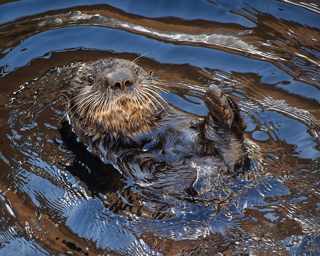 Faits Sur Les Loutres De Mer Pour Les Enfants Fiche Pratique Sur