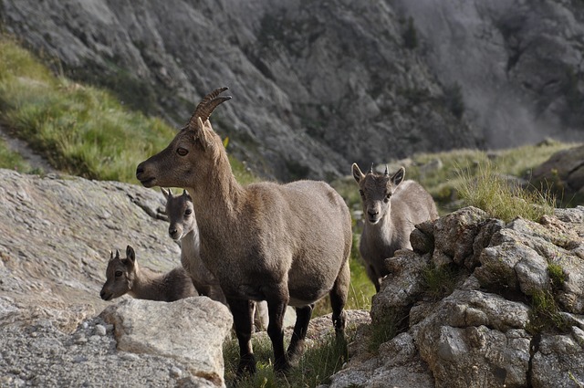 Comment Nettoyer Une Peau De Chamois En Cuir Fiche Pratique Sur Lavise Fr