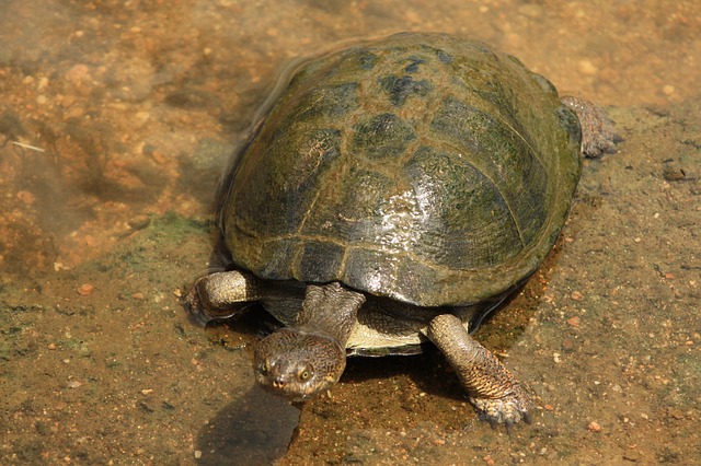 Comment D Terminer Le Sexe D Un Terrapin Fiche Pratique Sur Lavise Fr