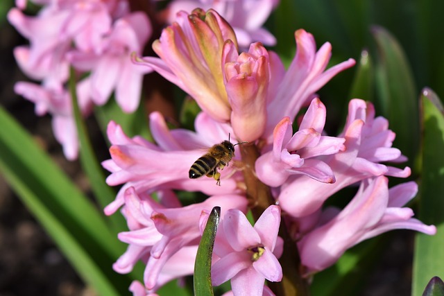 D Crire Le Processus De Pollinisation Et De Fertilisation Dans Les