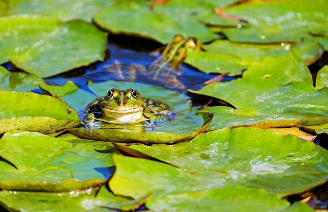 Adaptations Des Grenouilles Qui Vivent Dans Les étangs Fiche Pratique Sur Lavisefr