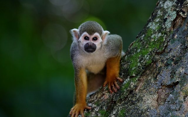 Animaux nocturnes en voie de disparition