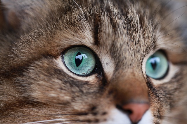 A Quel Age Les Yeux Des Chatons Changent Ils De Couleur Fiche Pratique Sur Lavise Fr