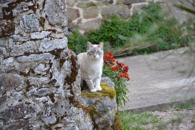 Comment Dissuader Les Chats De Grimper Dans Les Arbres Fiche Pratique Sur Lavise Fr