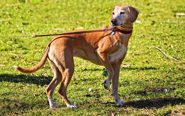 À propos des pattes douloureuses chez les chiens