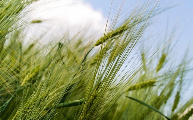 Comment écosser les graines de citrouille