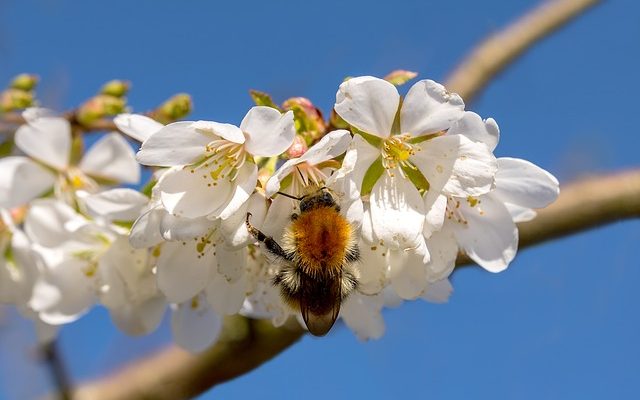 Les meilleures fleurs et arbres à planter pour les abeilles mellifères