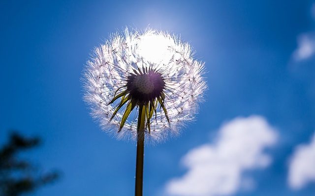 Taille du grain de pollen Faits sur la taille du grain de pollen