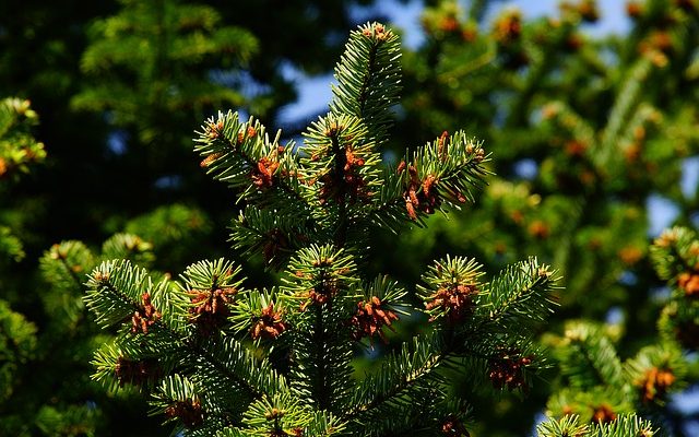 Comment élaguer les sapins