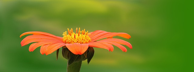 Adaptations pour les plantes d'étang