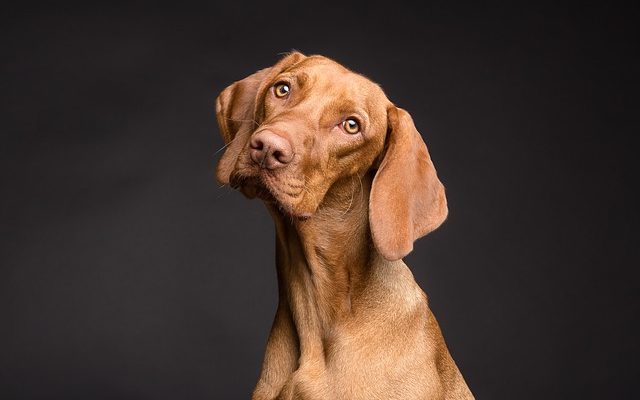 Plaies rouges sur le ventre d'un chien