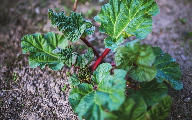 Comment prendre soin d'une plante de rhubarbe