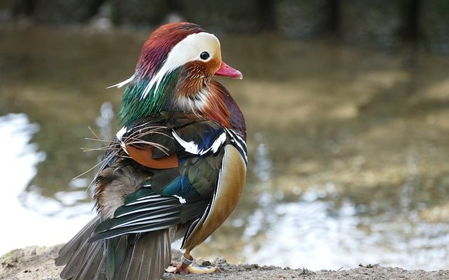 Comment élever des canards sauvages