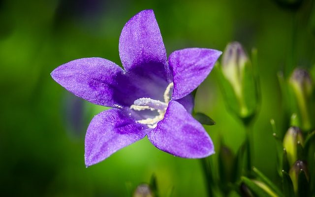 Comment propager la campanule