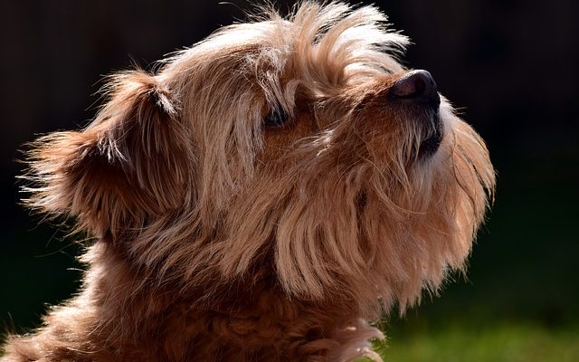 Liste des races de chiens à poil court