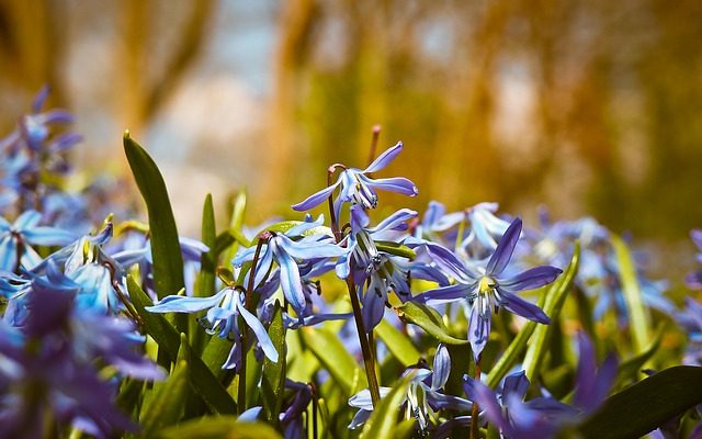 Faits sur la fleur de clochette bleue