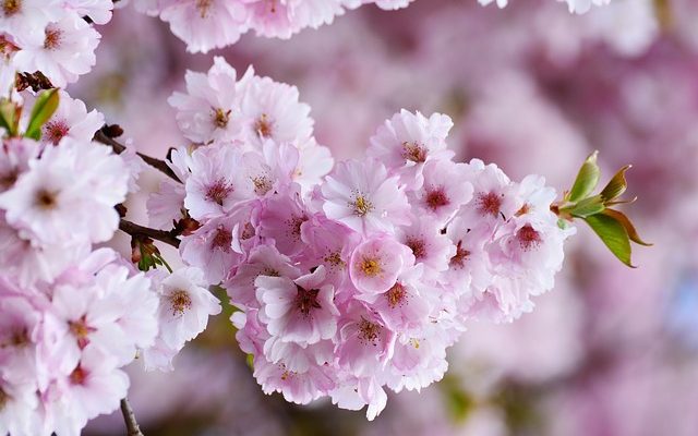 Faits sur les arbres de fleurs