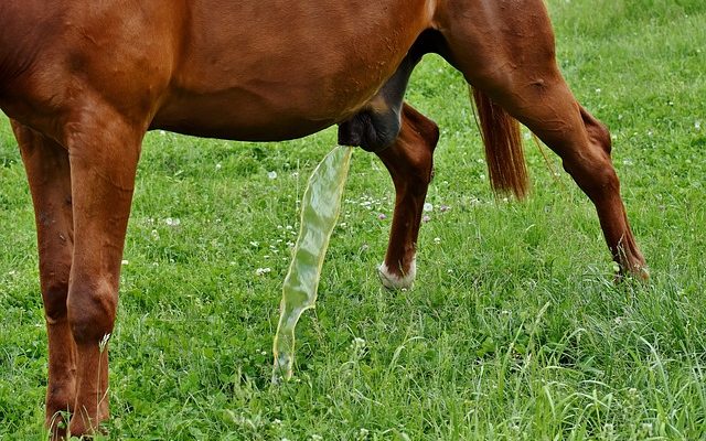 Quelles sont les causes de l'urine jaune ?