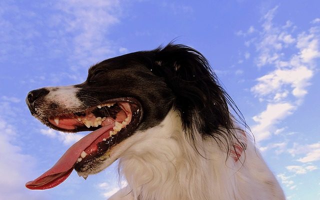 Raisons de la respiration lourde chez les chiens