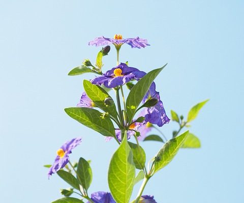 Comment enlever les taches de violet gentiane sur la peau