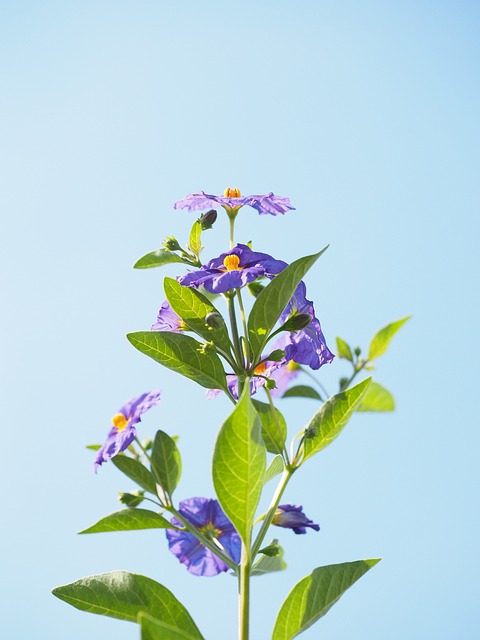 Comment Enlever Les Taches De Violet Gentiane Sur La Peau - Fiche Pratique  Sur Lavise.fr