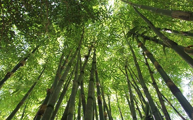 Comment découper les plantes de bambou