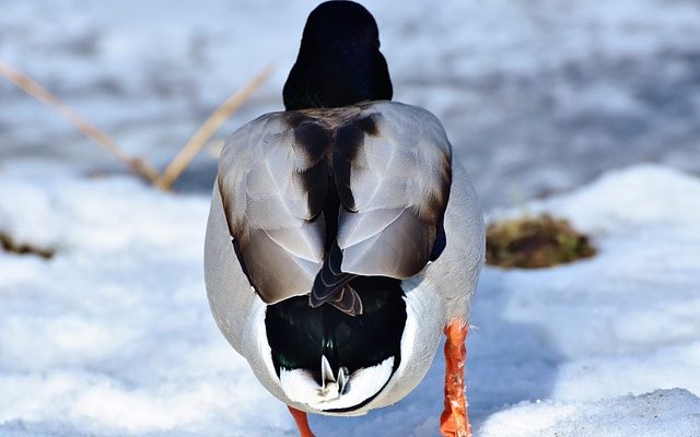 Types de canards trouvés sur les étangs