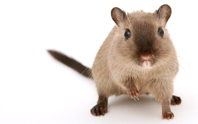 Comment éliminer les odeurs d'urine de souris