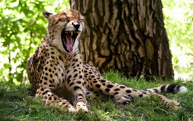 Comment nettoyer les dents tachées par le tabagisme