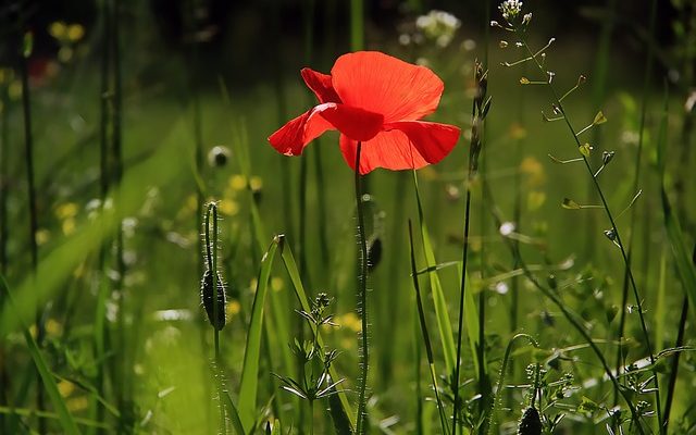 Identification des plantes de pavot