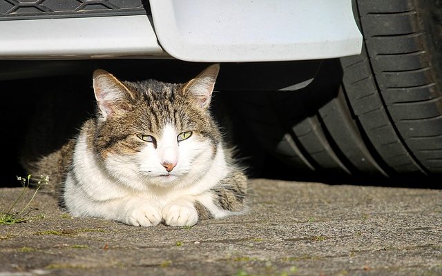 Soins de santé du chat pour les glandes mammaires enflées.