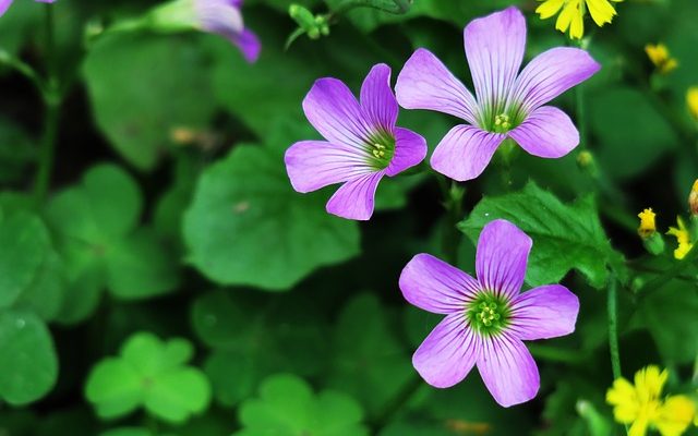 Amazing Homemade Weed Killer Amazing Homemade Weed Killer