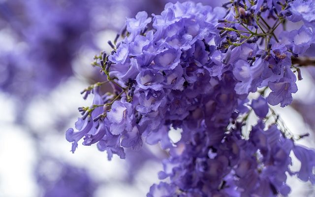 Arbres à fleurs avec des grappes de fleurs en forme de clochettes violettes.