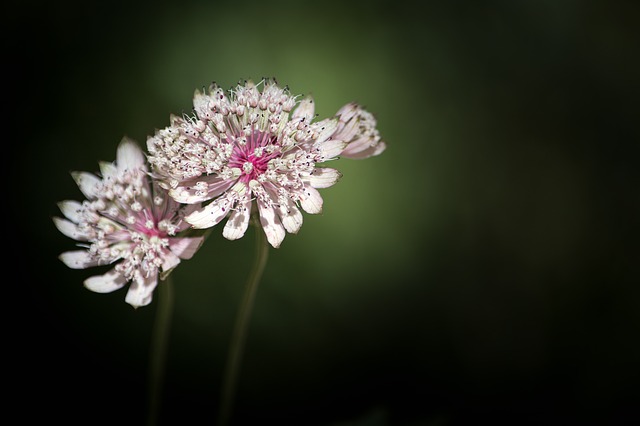 Mon Astrantia A Des Feuilles Mais Pas De Fleurs Qu Est Ce Qui Ne Va