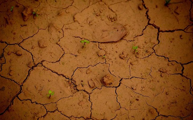 Plantes à massif pour conditions sèches