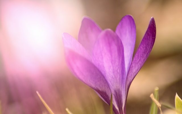 La meilleure température pour que les semences d'herbe germent.