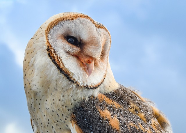 Qu Est Ce Qu On Peut Mettre Autour D Un Arbre Pour Qu Un Chat Ne Puisse Pas Grimper Et Attraper Des Bebes Oiseaux Fiche Pratique Sur Lavise Fr