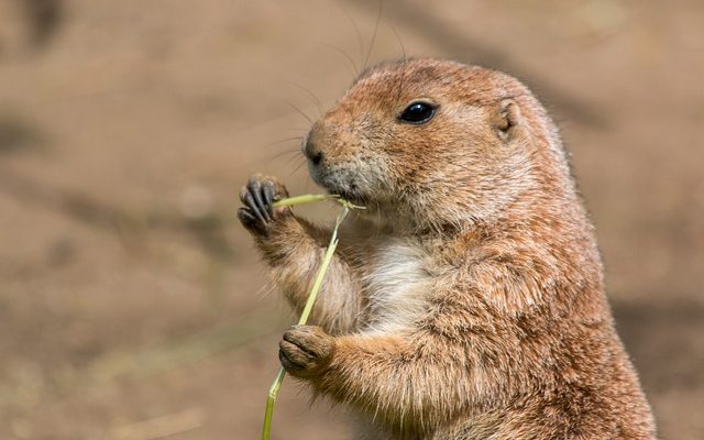 Top 10 des aliments naturels pour chiens