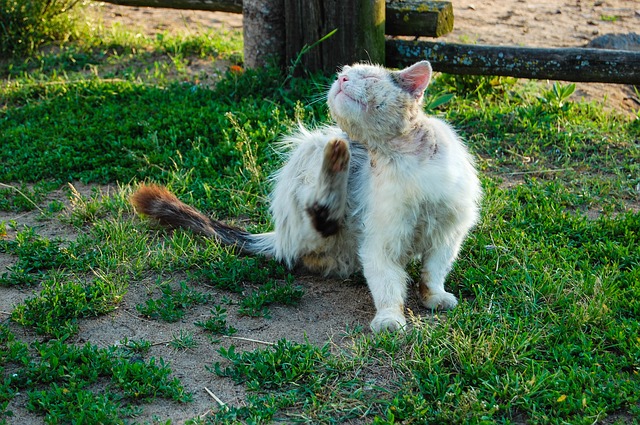 Comment Faire Du Shampooing Antipuces Maison Pour Chats Fiche Pratique Sur Lavise Fr