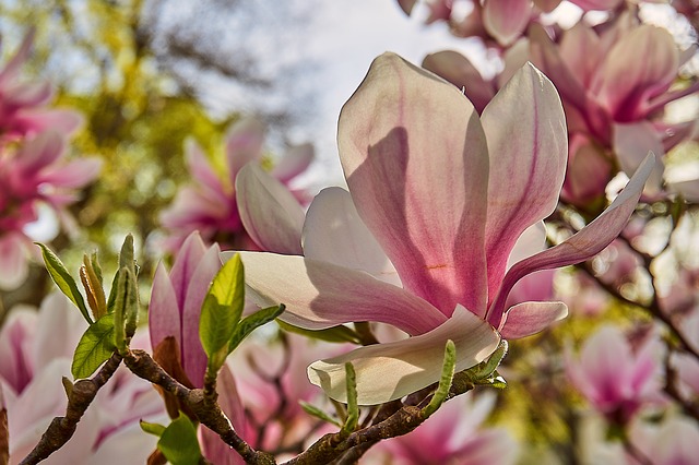 Comment tailler la Grandiflore Magnolia Grandiflora - Fiche pratique sur  