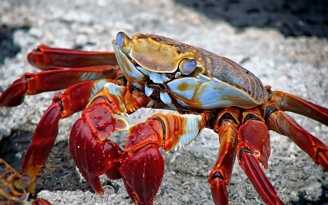 Comment réchauffer du homard précuit