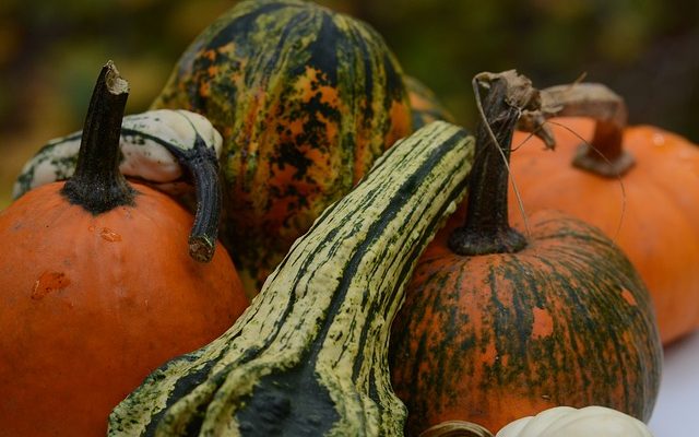 Comment faire pousser max citrouilles citrouilles