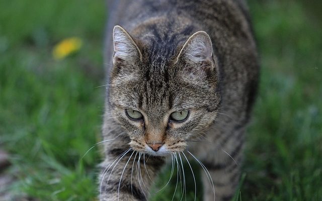 Qu'est-ce qui fait que les chats perdent leurs poils sur la queue et le dos ?