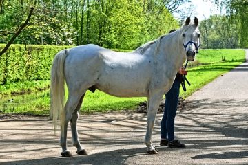 Signes Symptômes du rhume chez les chevaux